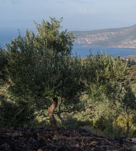 Lush olive groves in Mani, Greece, showcasing sustainable farming practices.