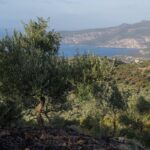 Olive groves in Mani, Greece, basking under the Mediterranean sun.