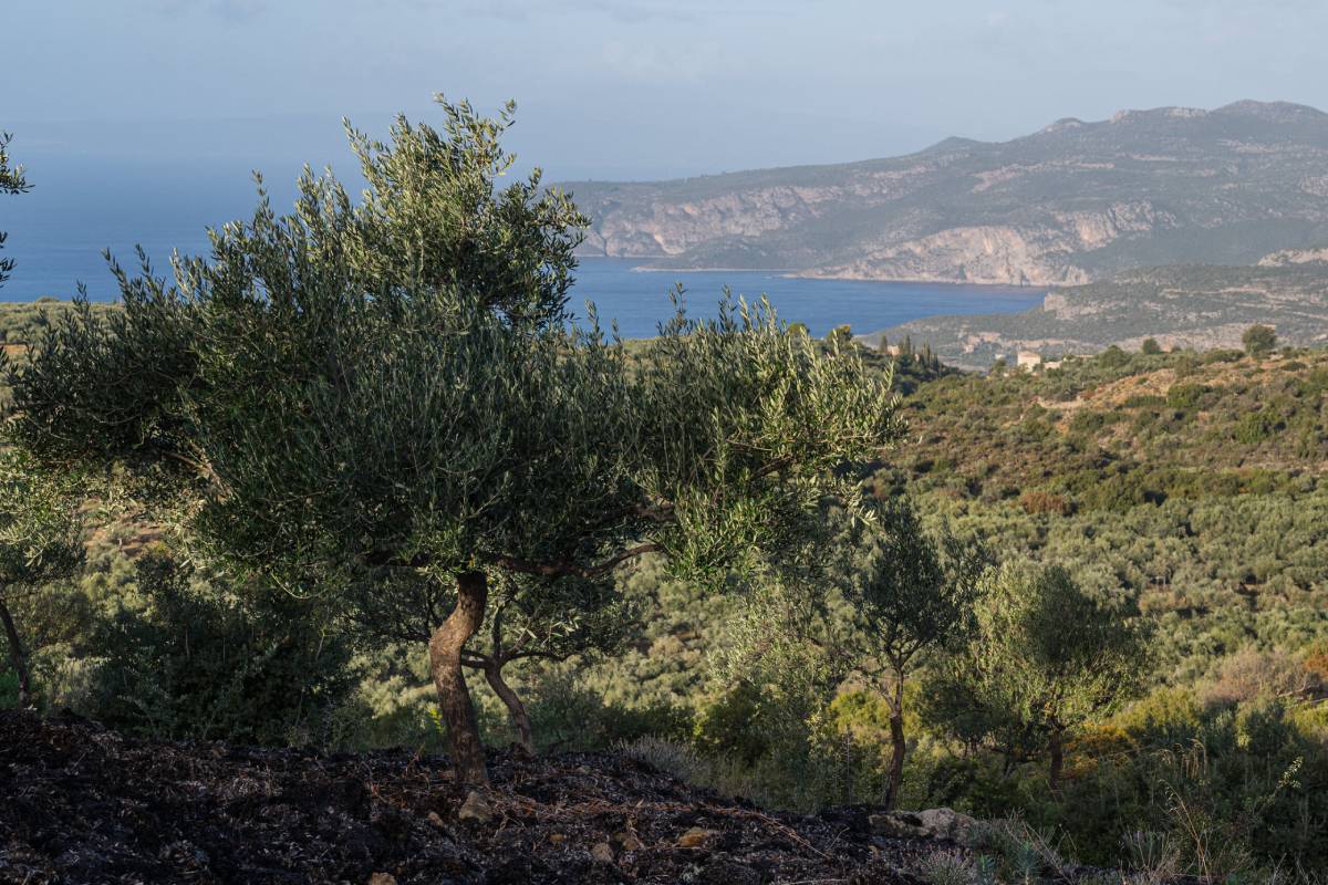 Olive groves in Mani, Greece, basking under the Mediterranean sun.